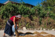 Ante efectos del cambio climático, apoyan a cafetaleros chiapanecos