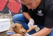 Refuerza Sonora acciones preventivas contra la Rickettsia