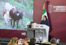 Puebla intensifica combate al gusano barrenador con vigilancia, capacitación y prevención