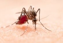 Exhortan en Jalisco a reforzar medidas preventivas contra el dengue antes del temporal