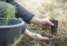 Proyecta Jalisco plantar 211 mil árboles durante Campaña Estatal de Reforestación 2026