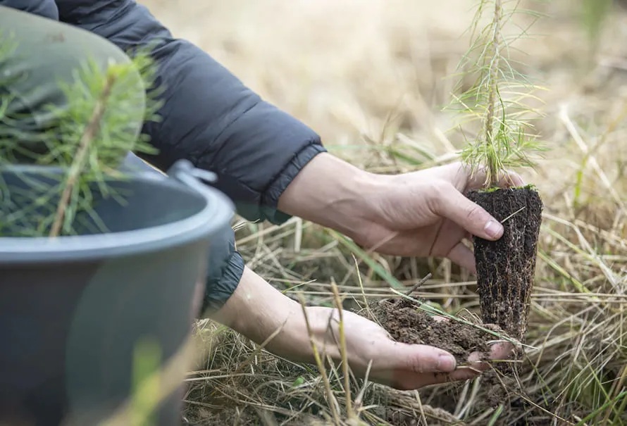 reforestacion arboles asdas