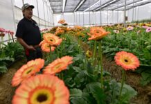 ¡Descubre la Ruta de la Flor y el Mezcal! Conoce los procesos de elaboración y venta de estos productos mexiquenses