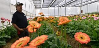 ¡Descubre la Ruta de la Flor y el Mezcal! Conoce los procesos de elaboración y venta de estos productos mexiquenses