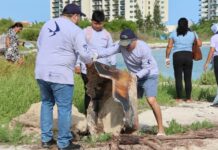 Comunidad y organizaciones se suman al cuidado de las playas de Progreso, Yucatán