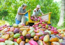 ¡Será histórico! En octubre inicia en Tabasco primera cosecha de cacao bajo esquema de precio de garantía