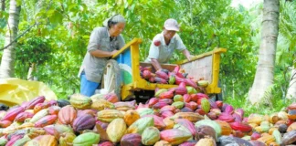 ¡Será histórico! En octubre inicia en Tabasco primera cosecha de cacao bajo esquema de precio de garantía
