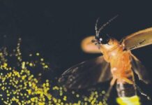 Presenta EdoMéx la sexta edición del Festival Internacional de las Luciérnagas 2026