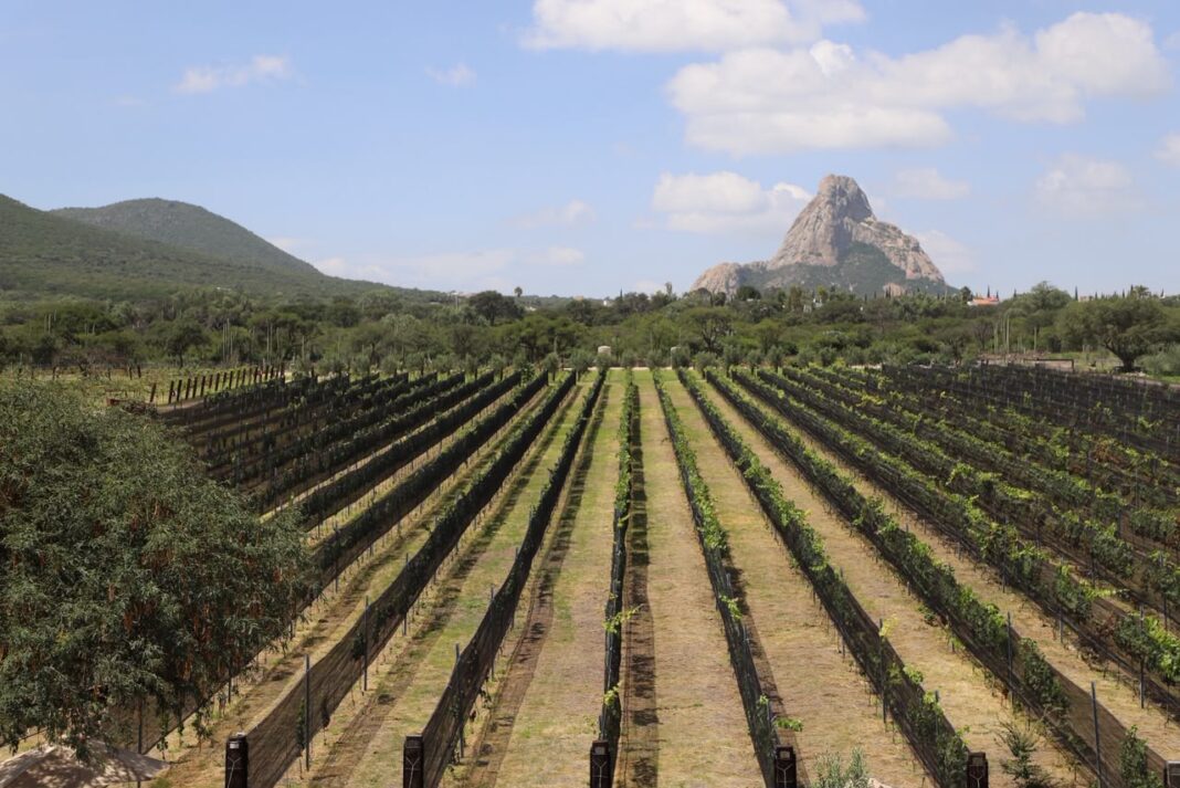 71_273_52037_1576402582_VINEDO_PIEDRA_1