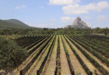 Refuerza Viñedo de Piedra oferta de la Ruta del Arte, Queso y Vino de Querétaro
