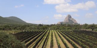 Refuerza Viñedo de Piedra oferta de la Ruta del Arte, Queso y Vino de Querétaro