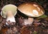 Alertan por consumo de hongos silvestres tóxicos / Por Alicia Valverde
