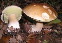 Alertan por consumo de hongos silvestres tóxicos / Por Alicia Valverde