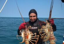 Inicia temporada de captura de langosta en Yucatán con llamado a la pesca responsable