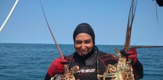 Inicia temporada de captura de langosta en Yucatán con llamado a la pesca responsable
