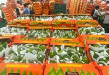 Exportan cooperativas las primeras 40 toneladas de limón veracruzano a Estados Unidos y Rusia / Por Alicia Valverde