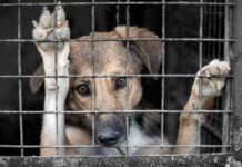 México: la crueldad que se vuelve costumbre / Por Claudia Bolaños