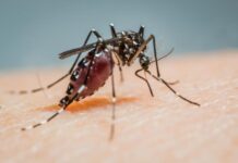 Coordina Veracruz acciones regionales contra dengue, zika y chikungunya