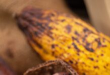 México en el top ten como productor de cacao en AL / Por Alicia Valverde