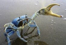 Autoridades y sociedad civil unen esfuerzos para proteger al Cangrejo Azul