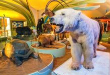 Invitan vivir experiencias inmersivas en el Museo de Historia Natural y Cultura Ambiental de la CDMX