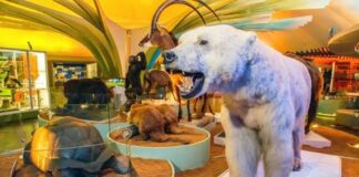 Invitan vivir experiencias inmersivas en el Museo de Historia Natural y Cultura Ambiental de la CDMX