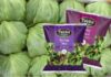 Investiga gobierno de México brote de ciclosporiasis en lechuga iceberg en EU /Por Alicia Valverde