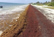 Creció hasta 27% la llegada de sargazo a playas mexicanas en 2026 / Por Diana Domínguez