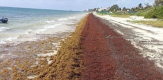 Creció hasta 27% la llegada de sargazo a playas mexicanas en 2026 / Por Diana Domínguez