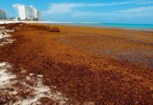 Sargazo, la maldición de la Riviera Maya / Por Mauricio Flores