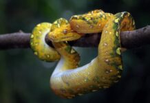 Invitan a descubrir el fascinante mundo de las serpientes y el universo en el Museo de Historia Natural de la CDMX
