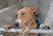 Proponen endurecer sanciones contra el maltrato y abuso animal en Nuevo León