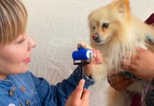Con más de mil 200 servicios gratuitos y 29 adopciones responsables, el EdoMéx celebró el Día Mundial del Perro