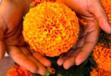 Puebla fortalece la producción de flor de cempasúchil para Día de Muertos