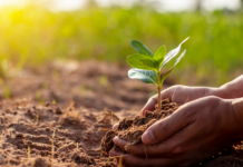 Arranca Programa de Reforestación Urbana en la CDMX; para 2030 habrá más de un millón de árboles
