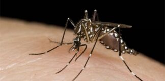 Convoca Querétaro a sumarse a la eliminación de criaderos de mosquitos