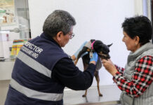 Exigen certificado de inspección para perros y aves importados de EU que garantice que están libres del gusano barrenador / Por Alicia Valverde