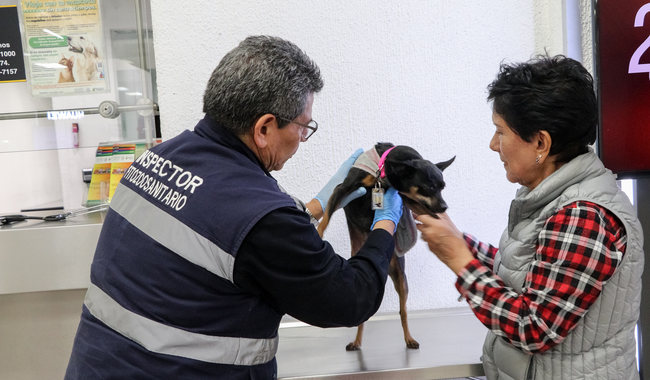 IMPORTACION DE Perros