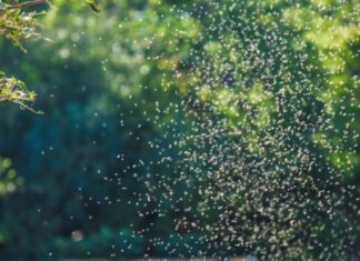 El problema de los mosquitos en Europa es cada vez más difícil de controlar