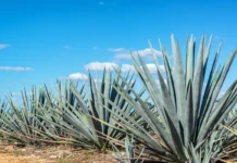 La crisis del agave y las multinacionales / Por Mauricio Flores