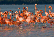 Refuerzan profesionalización de guías de turismo de naturaleza en Celestún