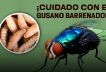 Advierten crisis de salud pública por incremento de contagios de miasis en humanos / Por Alicia Valverde