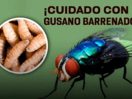 Advierten crisis de salud pública por incremento de contagios de miasis en humanos / Por Alicia Valverde