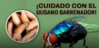 Advierten crisis de salud pública por incremento de contagios de miasis en humanos / Por Alicia Valverde