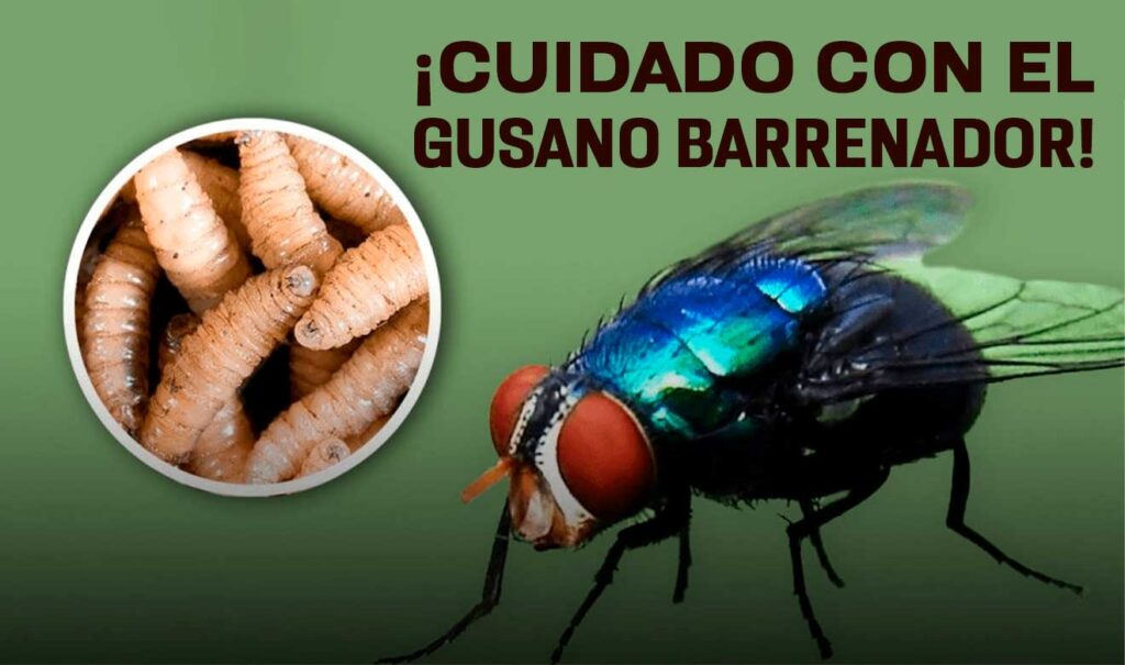 gusano barrenador