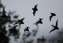 Invita a vivir una noche de murciélagos en el CCA Yautlica, CDMX