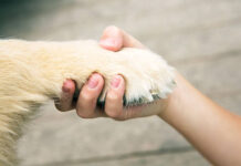 Más del 50% de los mexicanos perdió en la infancia a su primer gato, perro o ave: Duelo Animal