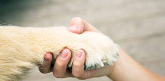 Más del 50% de los mexicanos perdió en la infancia a su primer gato, perro o ave: Duelo Animal