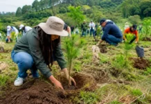Con más de un millón de árboles, Chiapas se suma a la Jornada Nacional de Reforestación