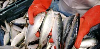 Sonora, lider pesquero con la industria sardinera